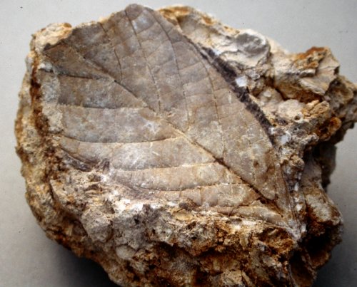 Leaf from Sézanne