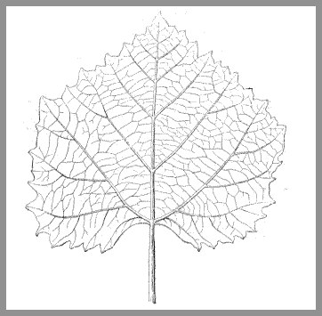 Vine leaf from Sézanne
