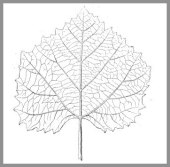 Fossil vine leaf
