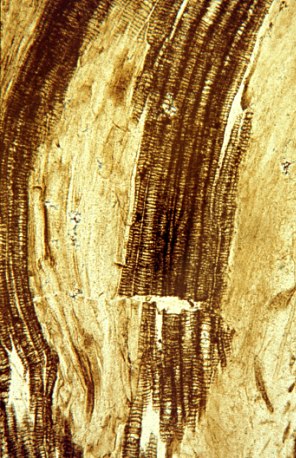 Wood vessels of Asteroxylon
