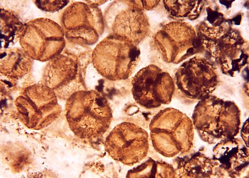 Spore tetrads of Horneophyton