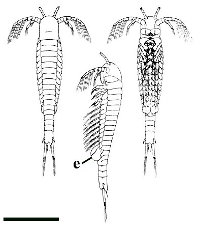 Reconstruction of Lepidocaris rhyniensis