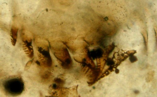 Lepidocaris rhyniensis