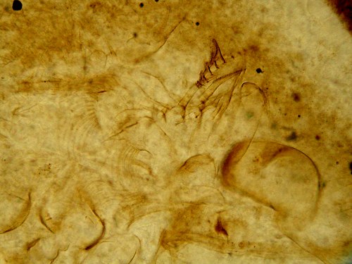 Lepidocaris rhyniensis