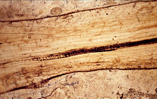 Stem with xylem
