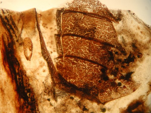 Palaeocharinus rhyniensis