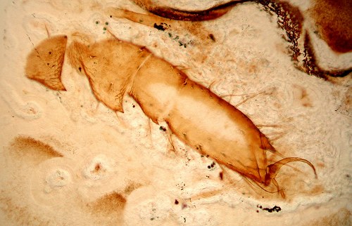 Palaeocharinus rhyniensis