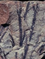 Sawdonia