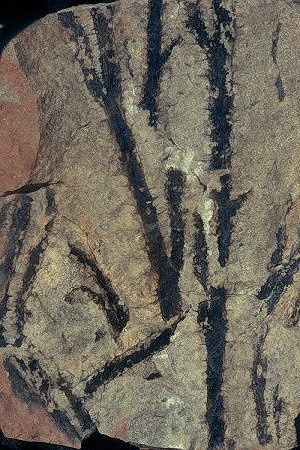 Sawdonia ornata