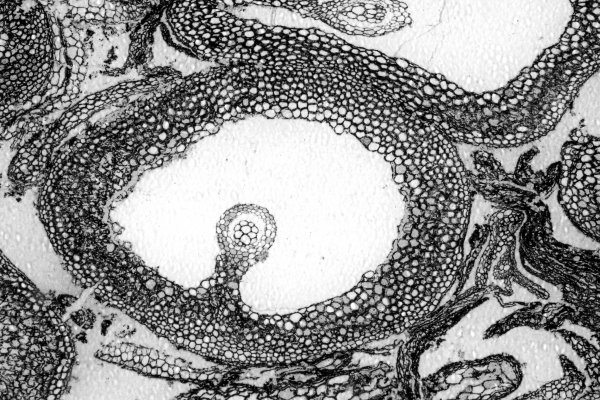 Appendix of Sigillaria