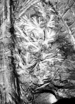 Palmatopteris furcata.
