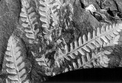 Alethopteris grandinii