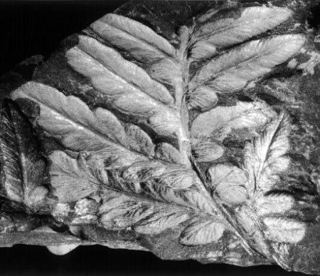 Mariopteris sauveuri