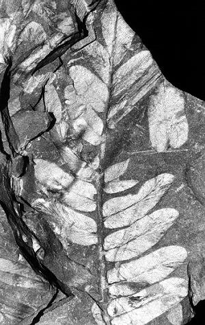 Neuropteris tenuifolia