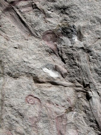 Zosterophyllum myretonianum