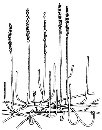 Restoration of Zosterophyllum myretonianum