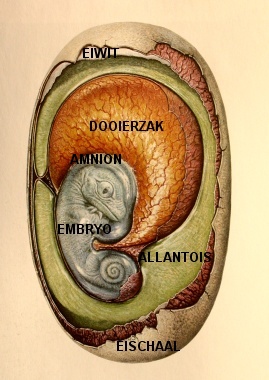 Amniotisch ei