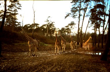 Giraffes in Burgers Dierenpark, Arnhem