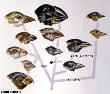 Radiation of Darwin's finches