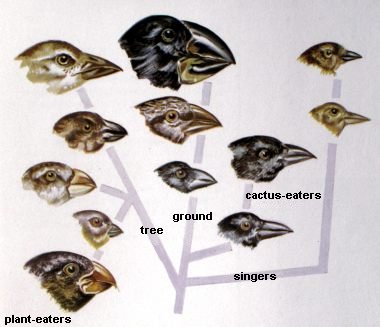 darwins finches adaptive radiation