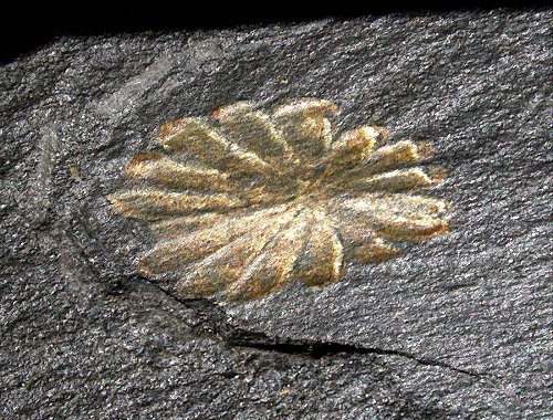 Annularia sphenophylloides