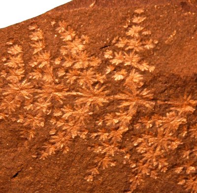 Annularia radiata van de Piesberg