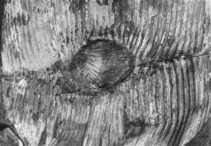 Branch scar
