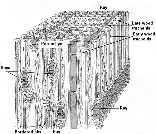 Block of Sequioa wood