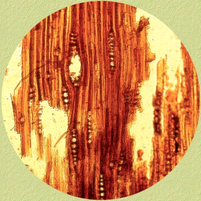 Horizontale harsgang in fossiel Pinus-hout