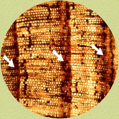 Late wood in transverse section