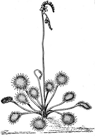 Sundew