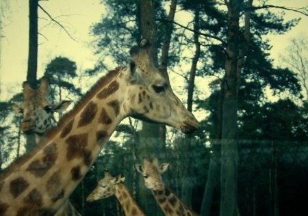 Giraffen in Burgers Zoo
