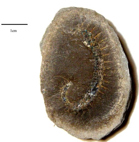 Myiapod from Crockhey 