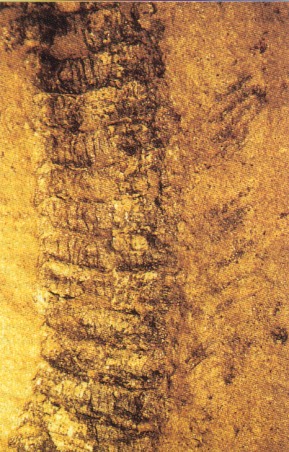 Legs of Pleurojulus