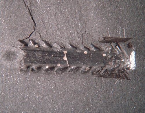 Spine of Anodontacanthus triangularis (?)