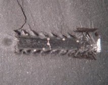 Anodontacanthus scales