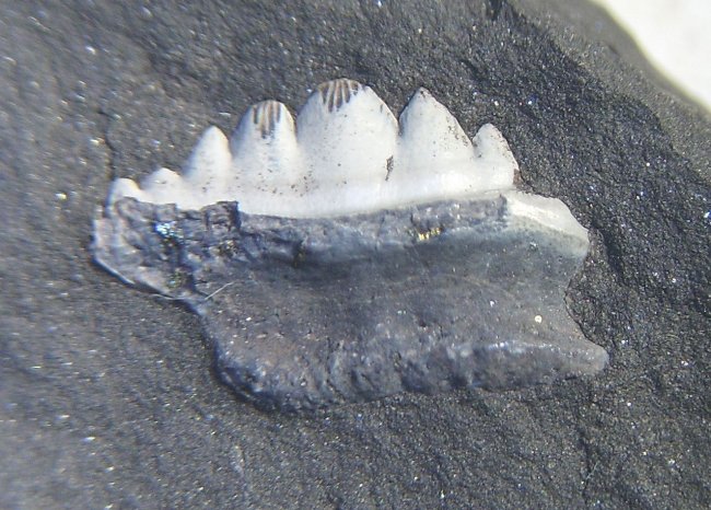 Fish tooth from SandyForth