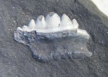 Tooth of Ctenoptychius