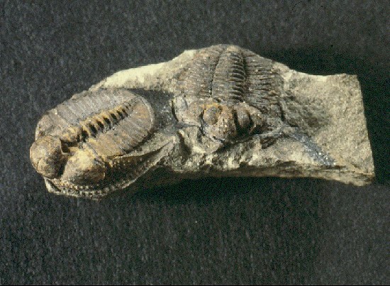 Trilobites from Girvan