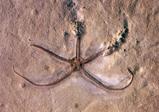 Fossil brittle star