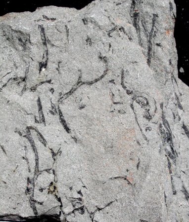 Gosslingia breconensis
