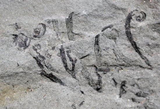 Bladkrul van Gosslingia breconensis