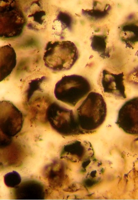 Spore tetrad of Horneophyton