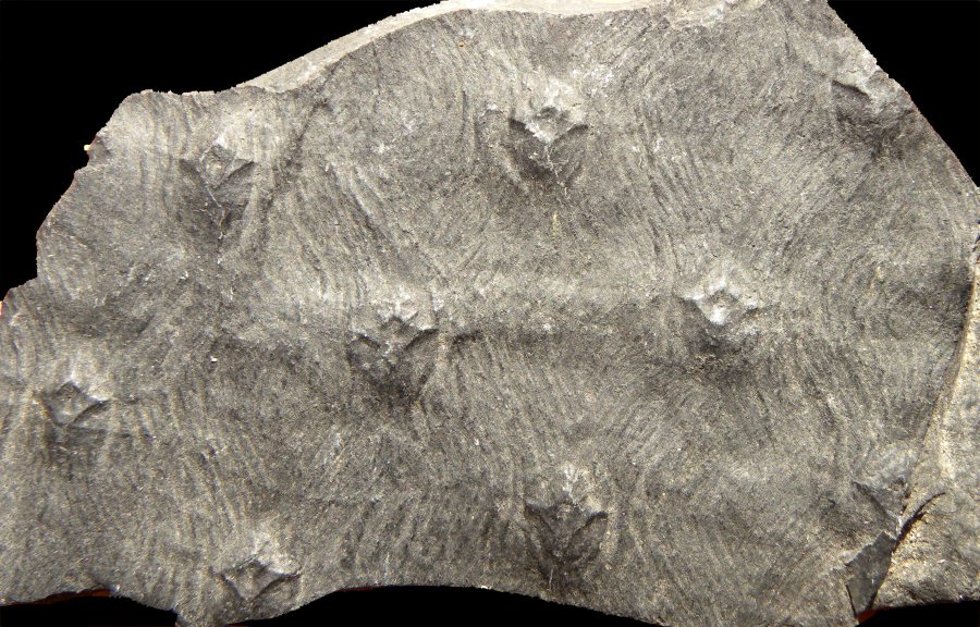 Asolanus camptotaenia