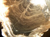 Macrophoto of the growth rings of the little trunk