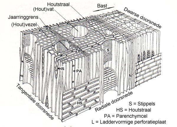 Blok loofhout met elementen