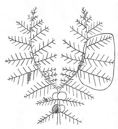 Reconstruction of a Neuropteris leaf