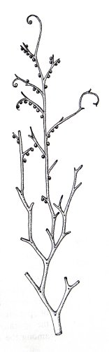 Reconstructie van Gosslingia breconensis