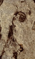 Coiled tip of Sawdonia ornata