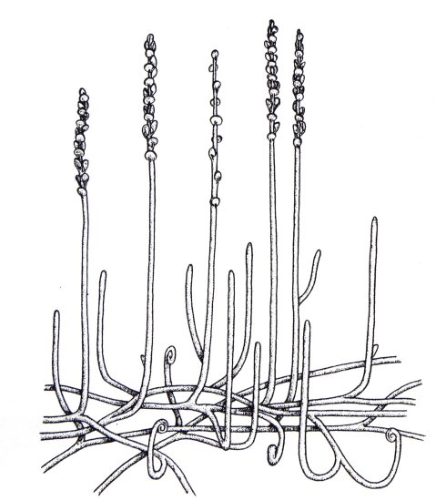 Zosterophyllum myretonianum: reconstructie